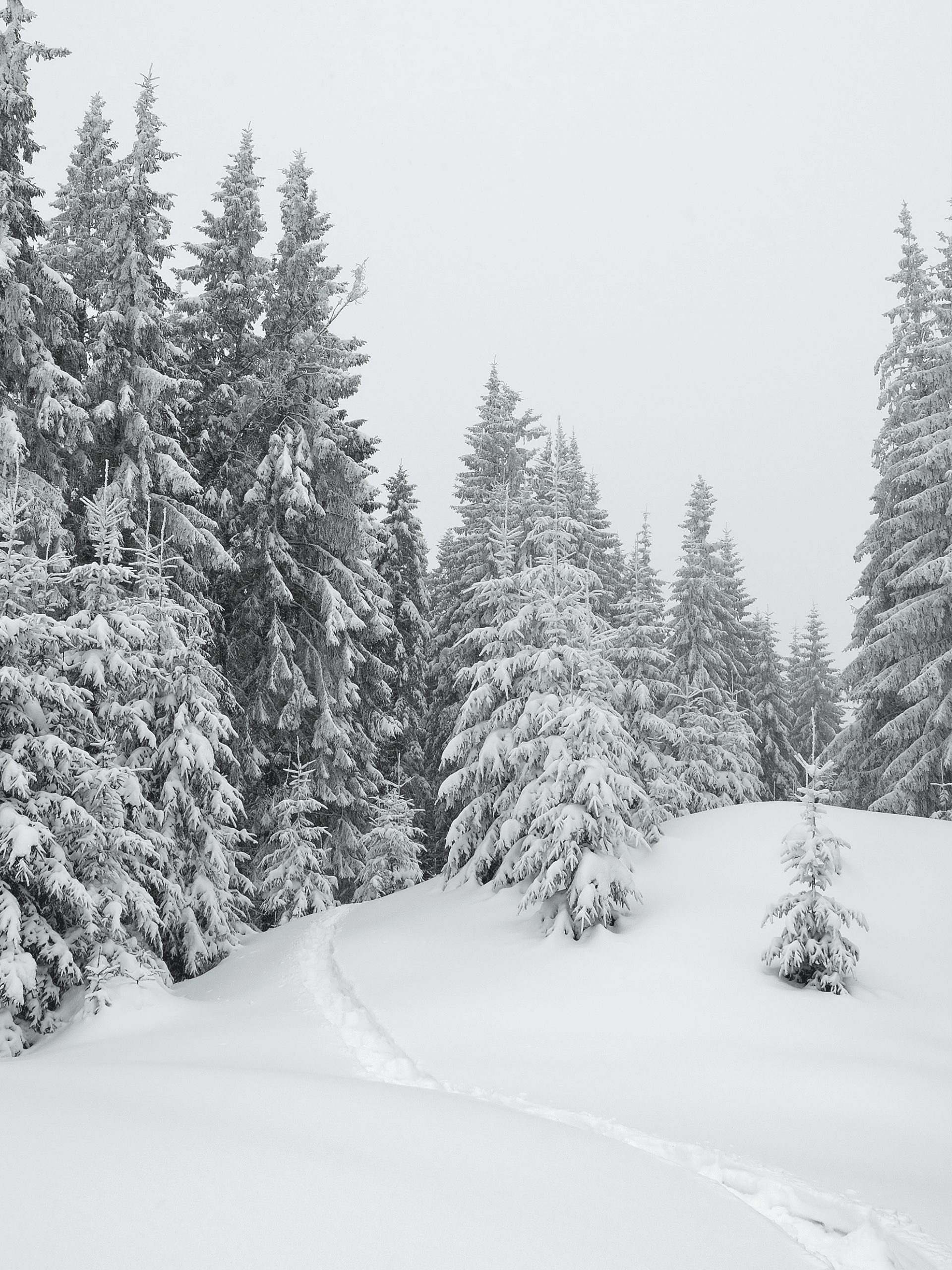 inverno collection dimaglia